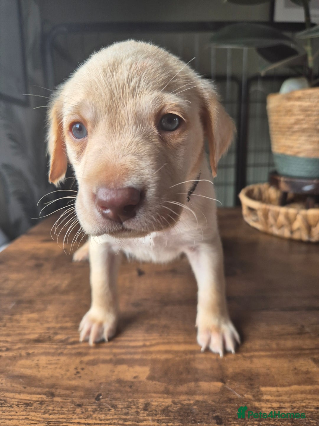 Labrador Retriever dogs for sale: Labrador retriever puppies - Image 12