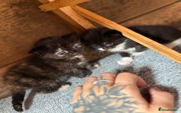 Mixed Breed cats for sale: Maine Coon mix  - Image 7