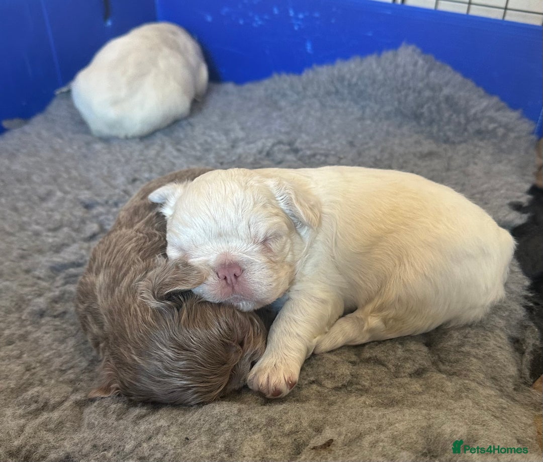 French Bulldog dogs for sale: Stunning Rare Fluffy French Bulldog Puppies - Image 5