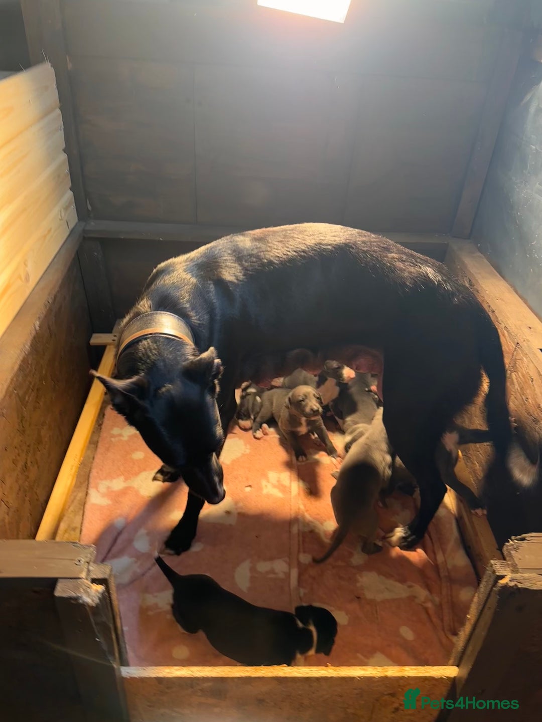 Mixed Breed dogs for sale: ❤️Beautiful whippet x greyhound puppies ❤️ - Image 3