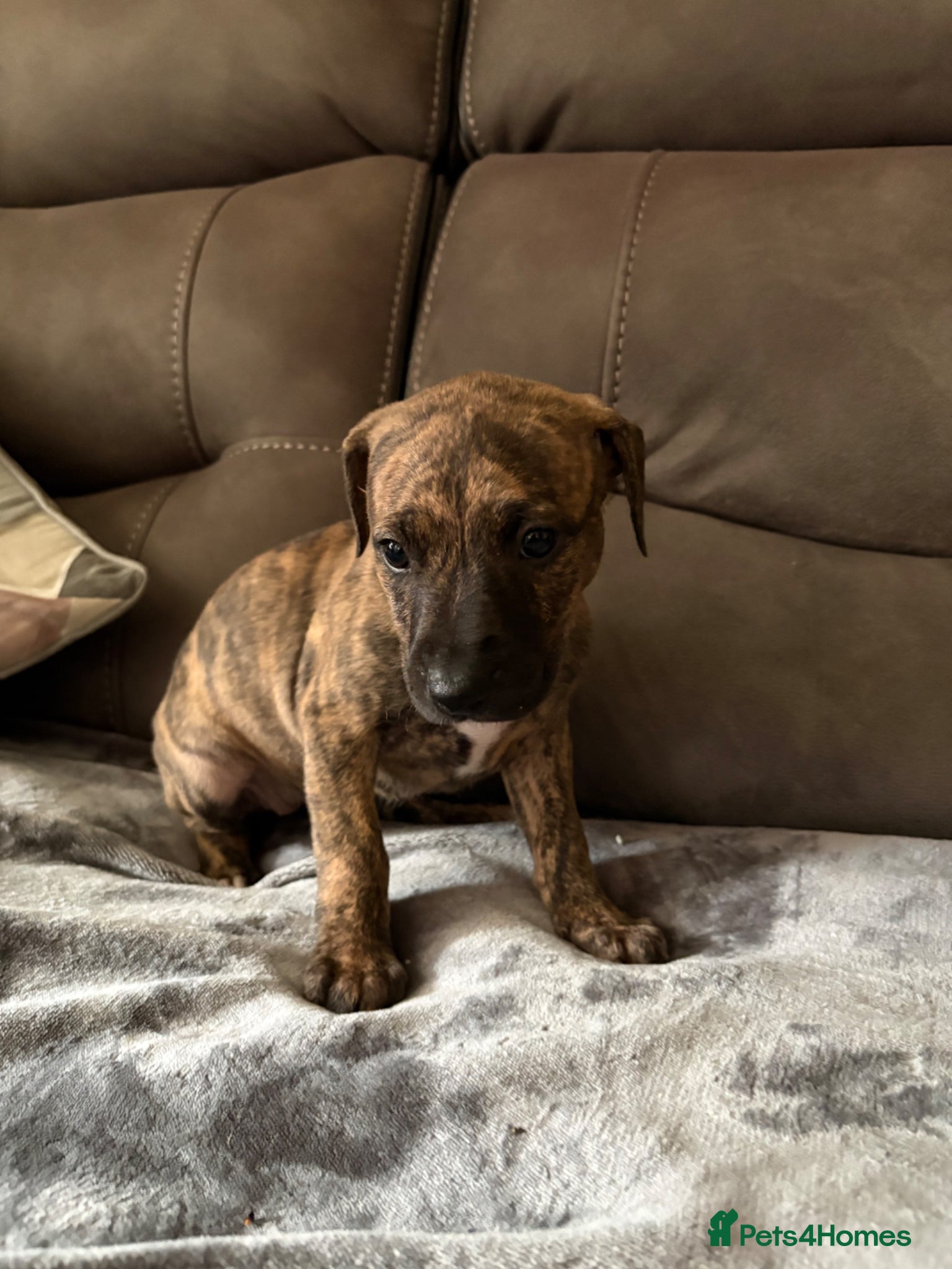 Mixed Breed dogs for sale: WHIPPET X BULL - Advert 3