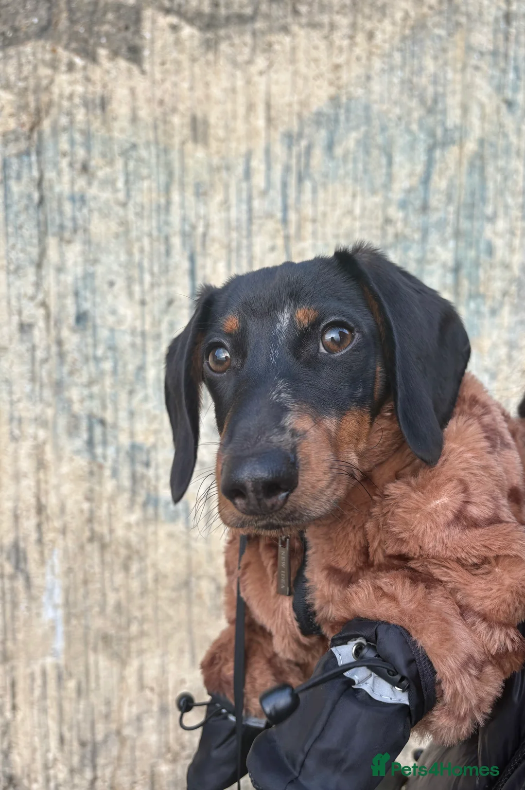 Dachshund dogs for sale: Black and Tan dachshund  in Hove - Advert 2