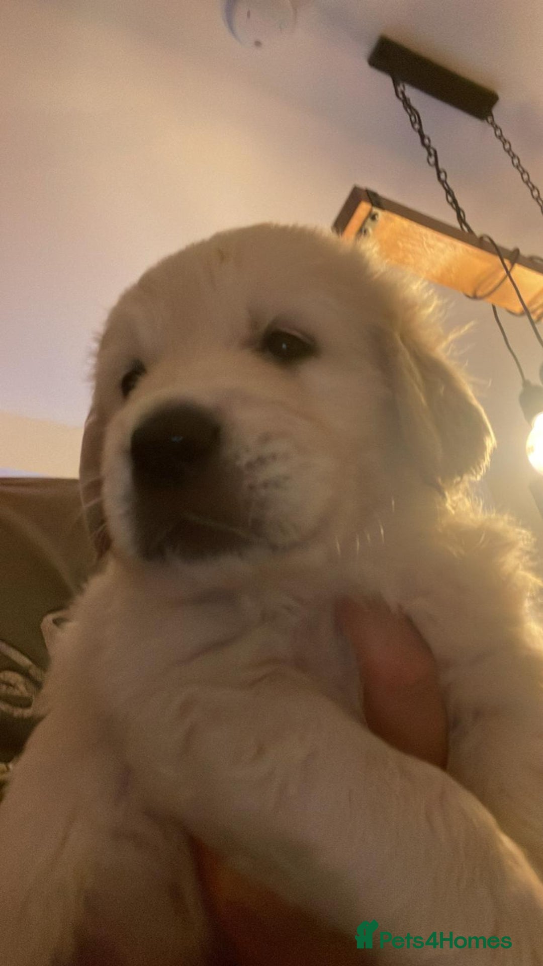 Golden Retriever dogs for sale: 9 week Golden retriever puppy - Image 4