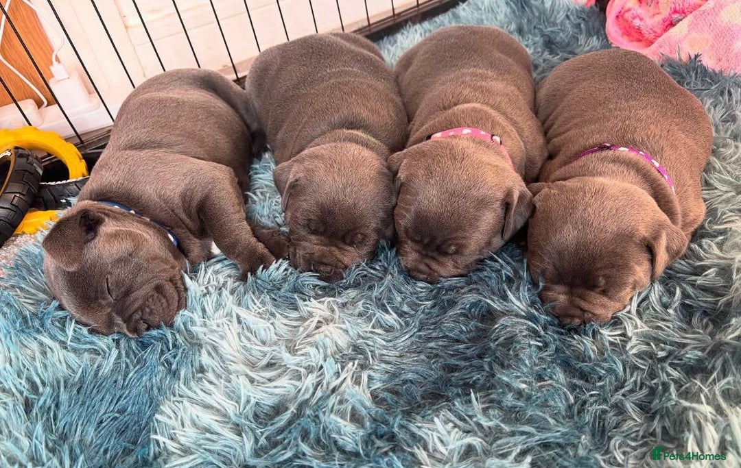 Staffordshire Bull Terrier dogs for sale: KC blue Staffordshire bull terrier puppies  - Advert 27