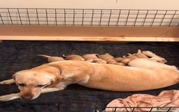 Labrador Retriever dogs for sale: Working Labrador Retriever puppies - Image 6