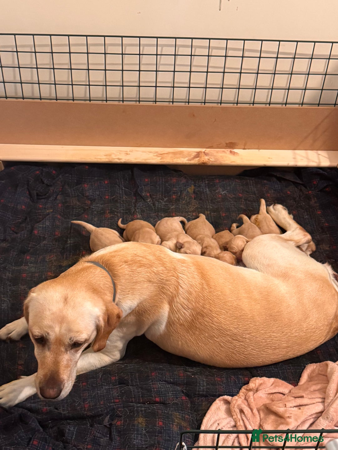 Labrador Retriever dogs for sale: Working Labrador Retriever puppies - Image 6