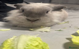 Lionhead rabbits for sale: Lionhead Rabbit, looking for a new home  - Image 3