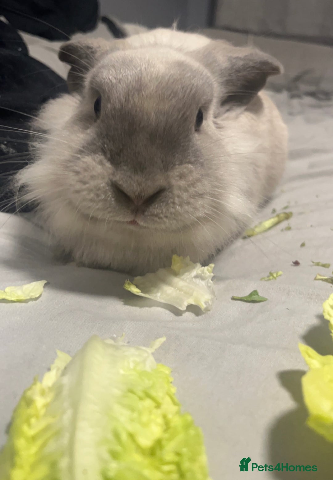 Lionhead rabbits for sale: Lionhead Rabbit, looking for a new home  - Image 3