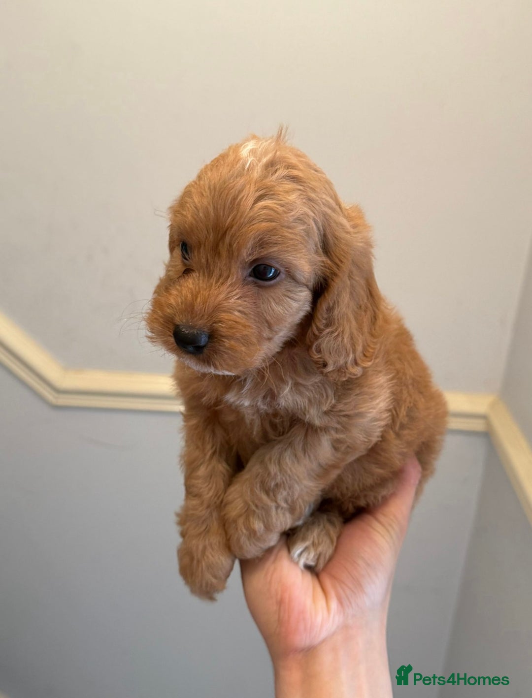 Cockapoo dogs for sale: Toy Cockapoo Puppies  - Image 6