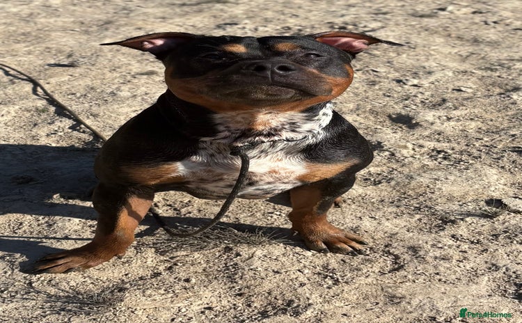 Staffordshire Bull Terrier dogs - Advert 2