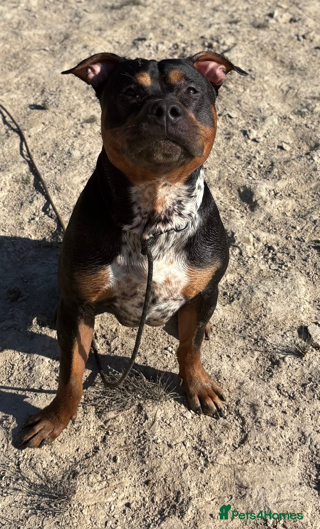 Staffordshire Bull Terrier dogs for sale: Urgent home needed  - Image 1