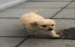 Jackapoo dogs for sale: 6 beautiful jackapoo pups - Image 18
