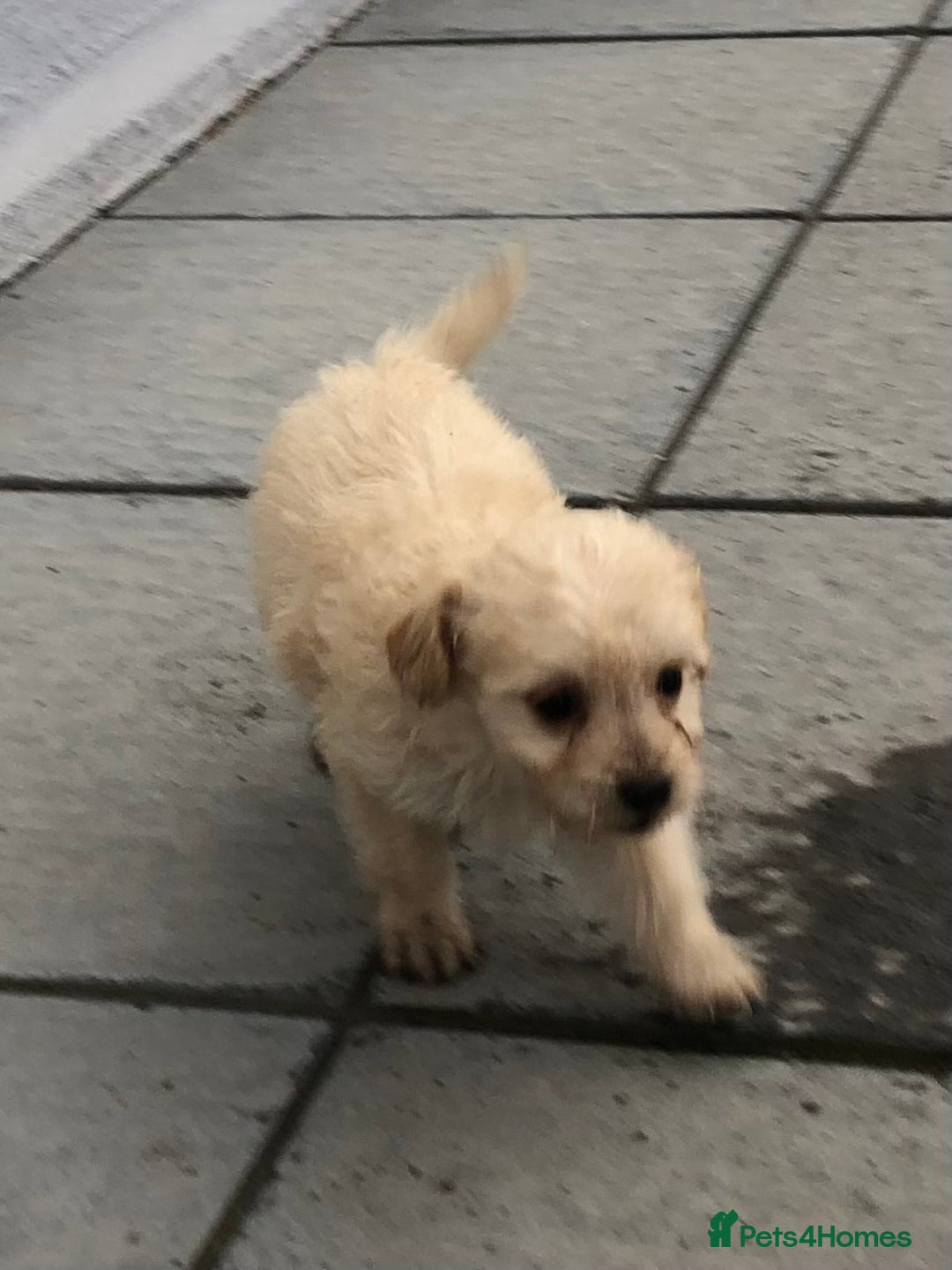 Jackapoo dogs for sale: 6 beautiful jackapoo pups - Image 18