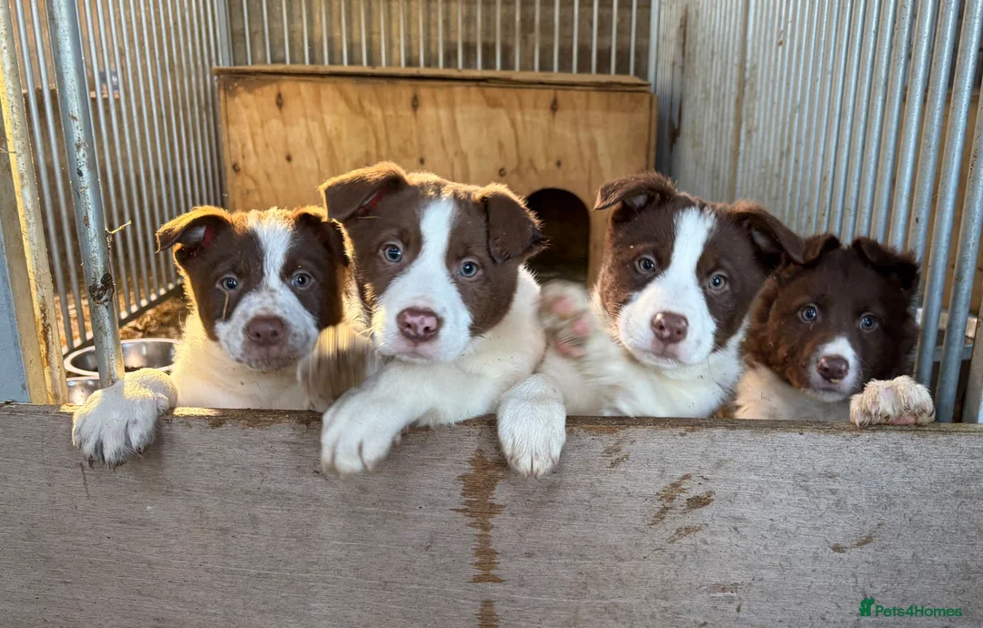 Border Collie dogs for sale: Border Collie Pups - Advert 1