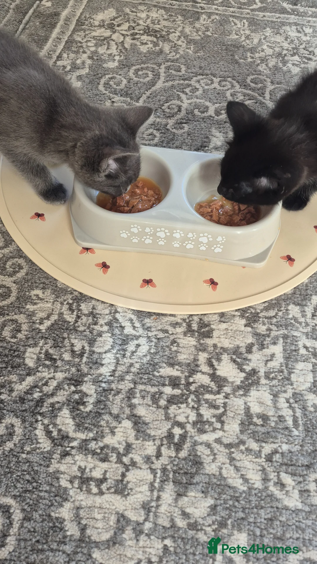 Mixed Breed cats for sale: Kitten  - Advert 12