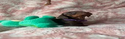 Miniature Dachshund dogs for sale: Beautiful kc registered miniature dachshund pups - Advert 11