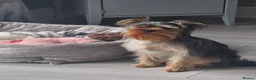 Yorkshire Terrier dogs for stud: Marco pablo in Liverpool - Advert 4
