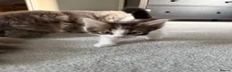 Ragdoll cats for sale: Ragdoll Siamese cross kittens in Birkenhead - Advert 9