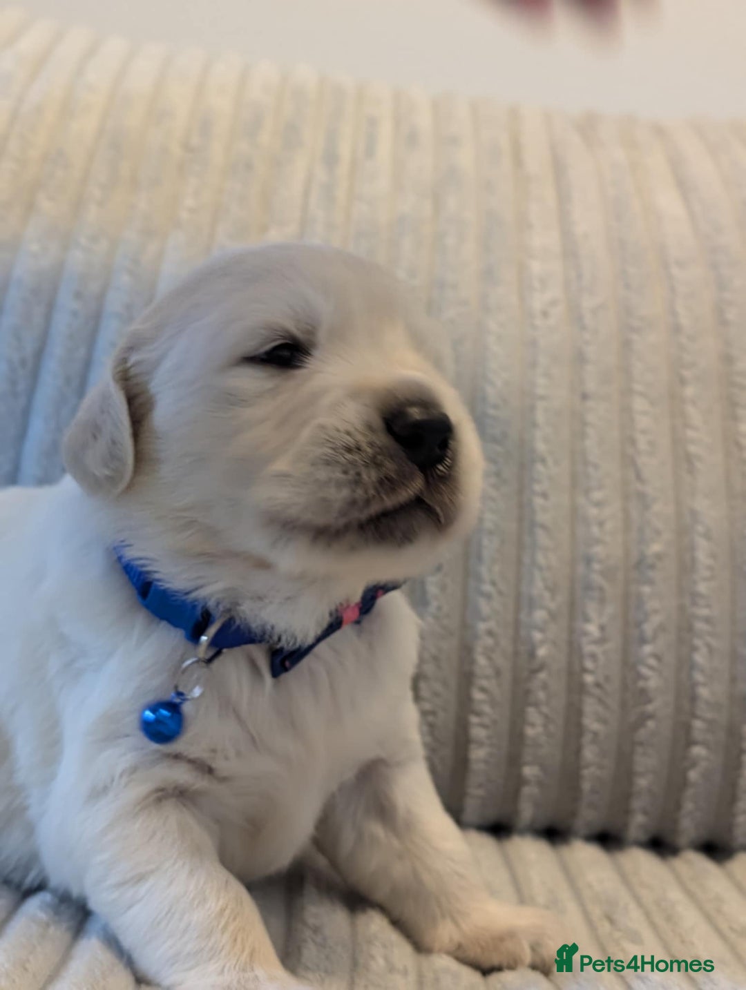 Golden Retriever dogs for sale: Golden Retriever KC - Image 6