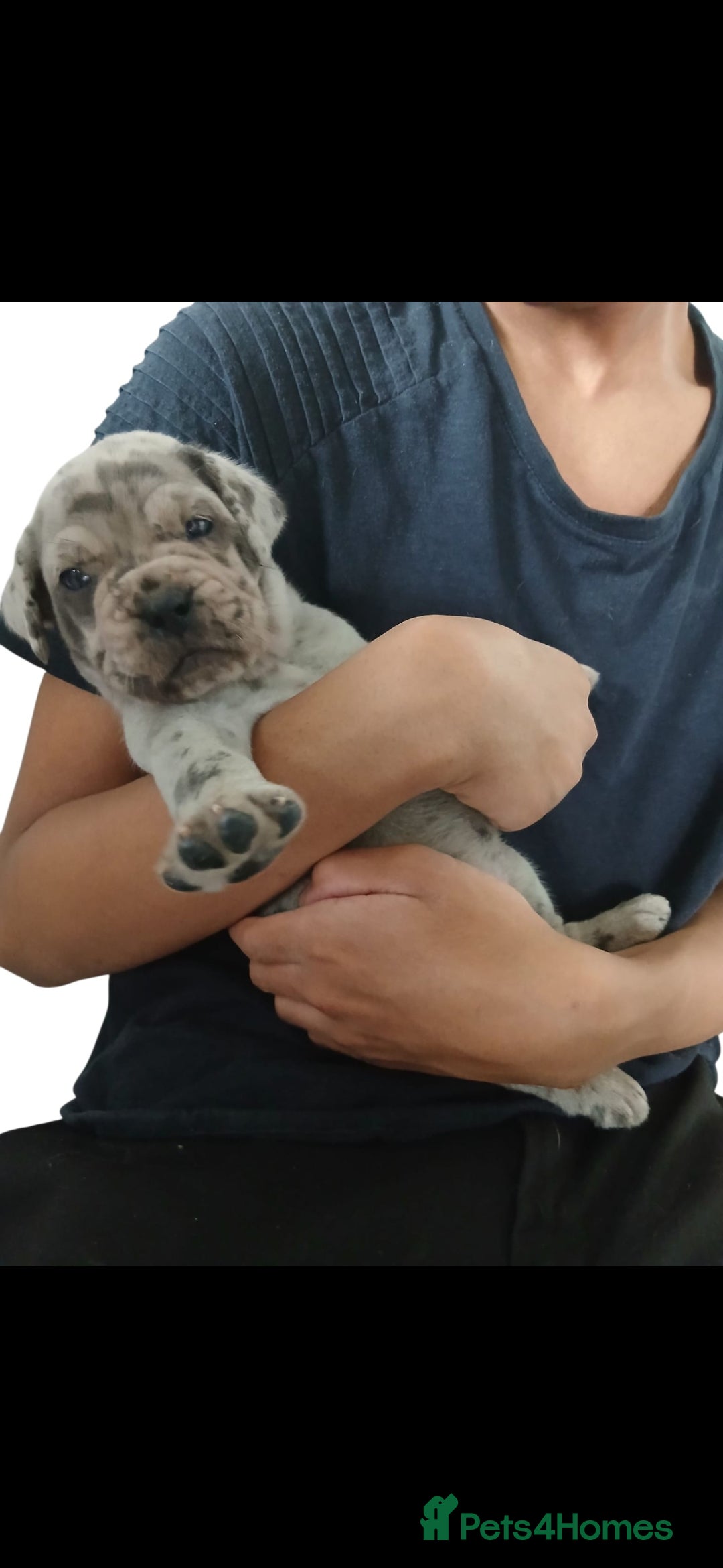 Mixed Breed dogs for sale: Beautiful Molesser Mastiff pups - Image 3