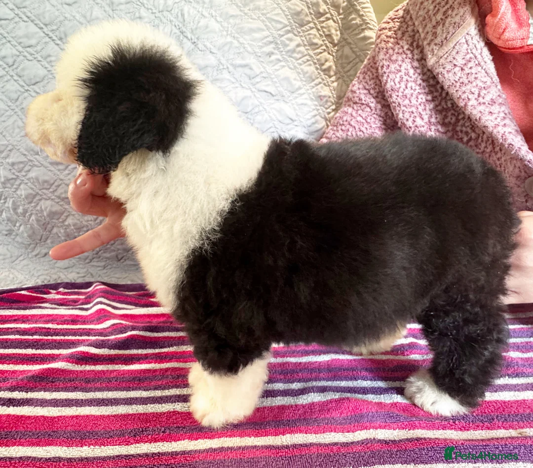 Old English Sheepdog dogs for sale: Outstanding OES top Show Lines,Exceptional Quality - Advert 8