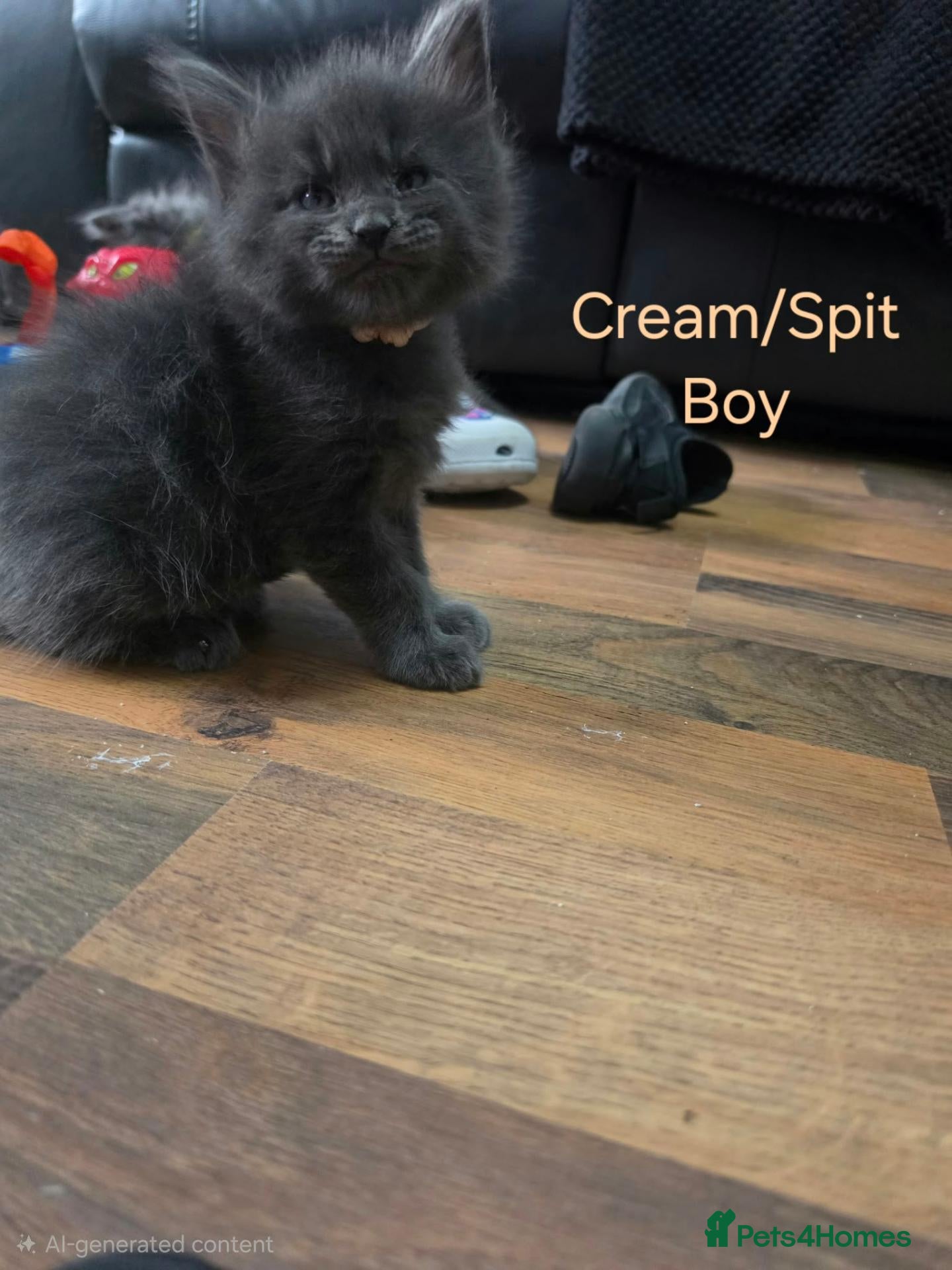 Maine Coon cats Maine Coon Kittens  - Advert 2