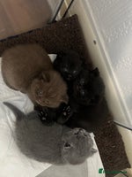 British Shorthair cats - Advert 9