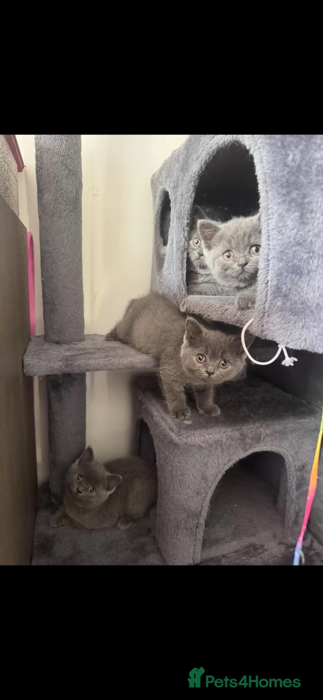 British Longhair cats for sale: Beautiful British long hair kittens  - Advert 1