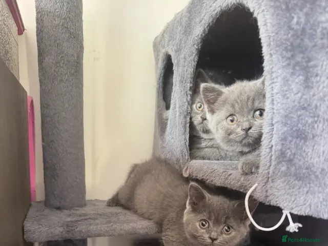 British Longhair cats for sale: Beautiful British long hair kittens - Advert 1