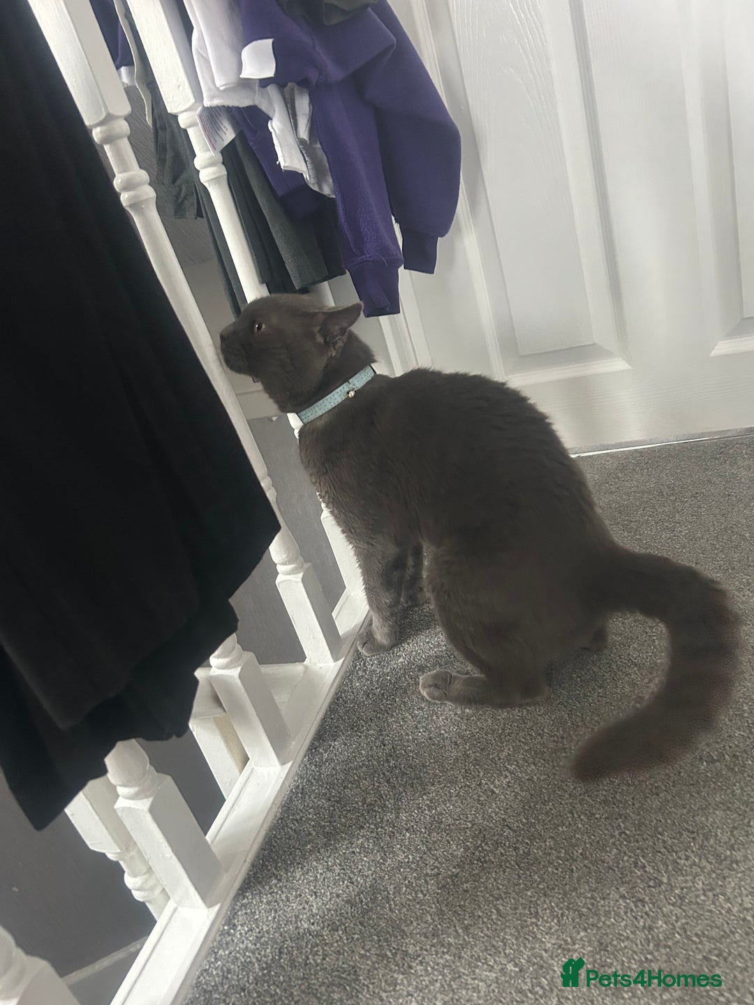 British Shorthair cats for sale: Male British shorthair  - Image 8