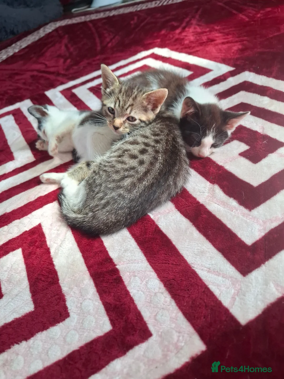 Mixed Breed cats for sale: 2 kittens, half ragdoll  - Advert 5