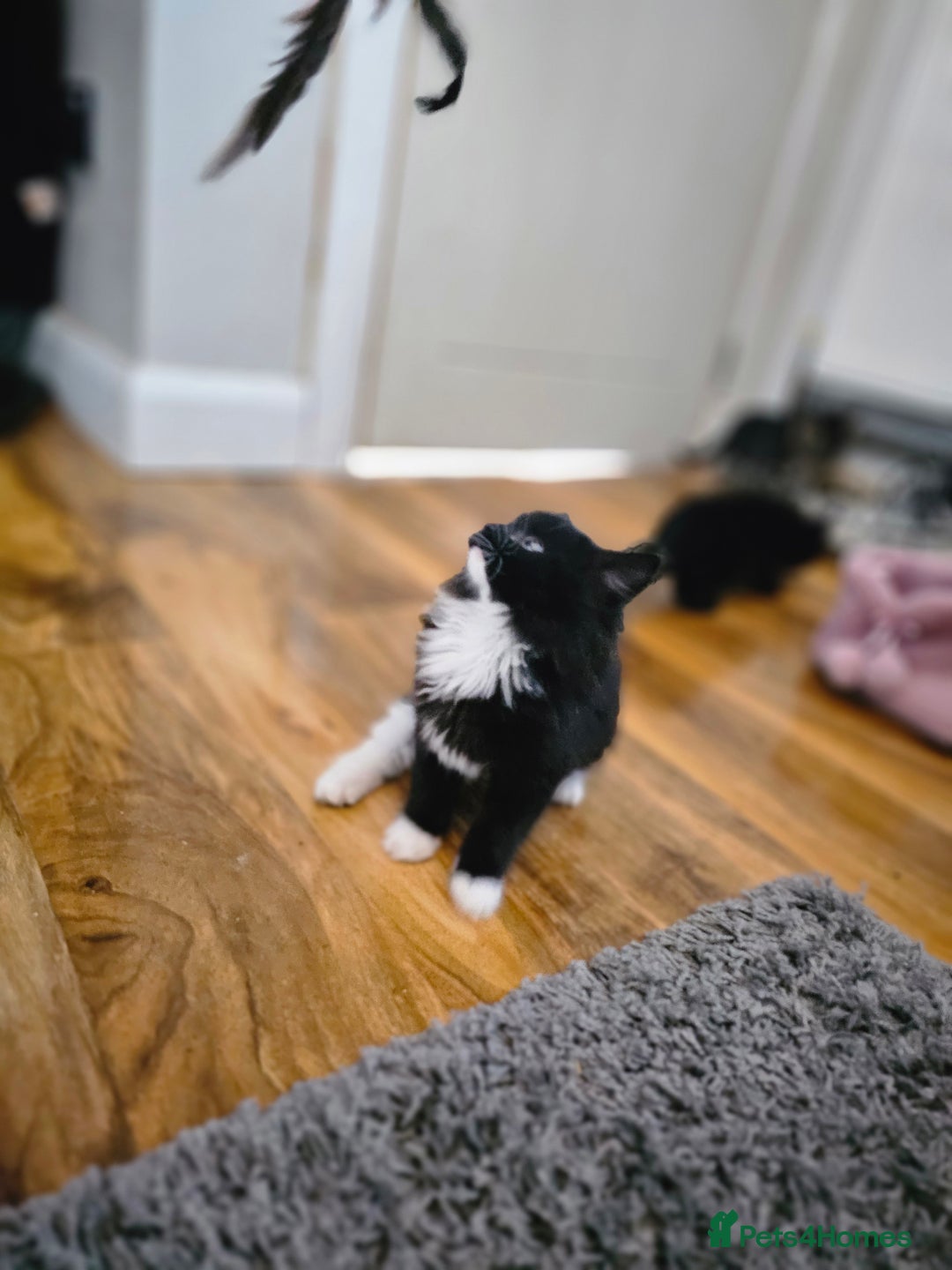 Mixed Breed cats for sale: 4 Gorgeous Bombay-Heritage Kittens- Litter Trained - Advert 23