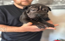 Shar Pei dogs for sale: 2 boys left full shar pei - Image 8