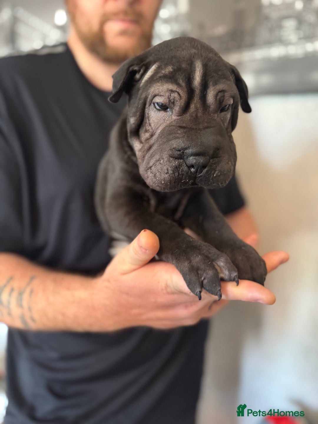Shar Pei dogs for sale: 2 boys left full shar pei - Image 8