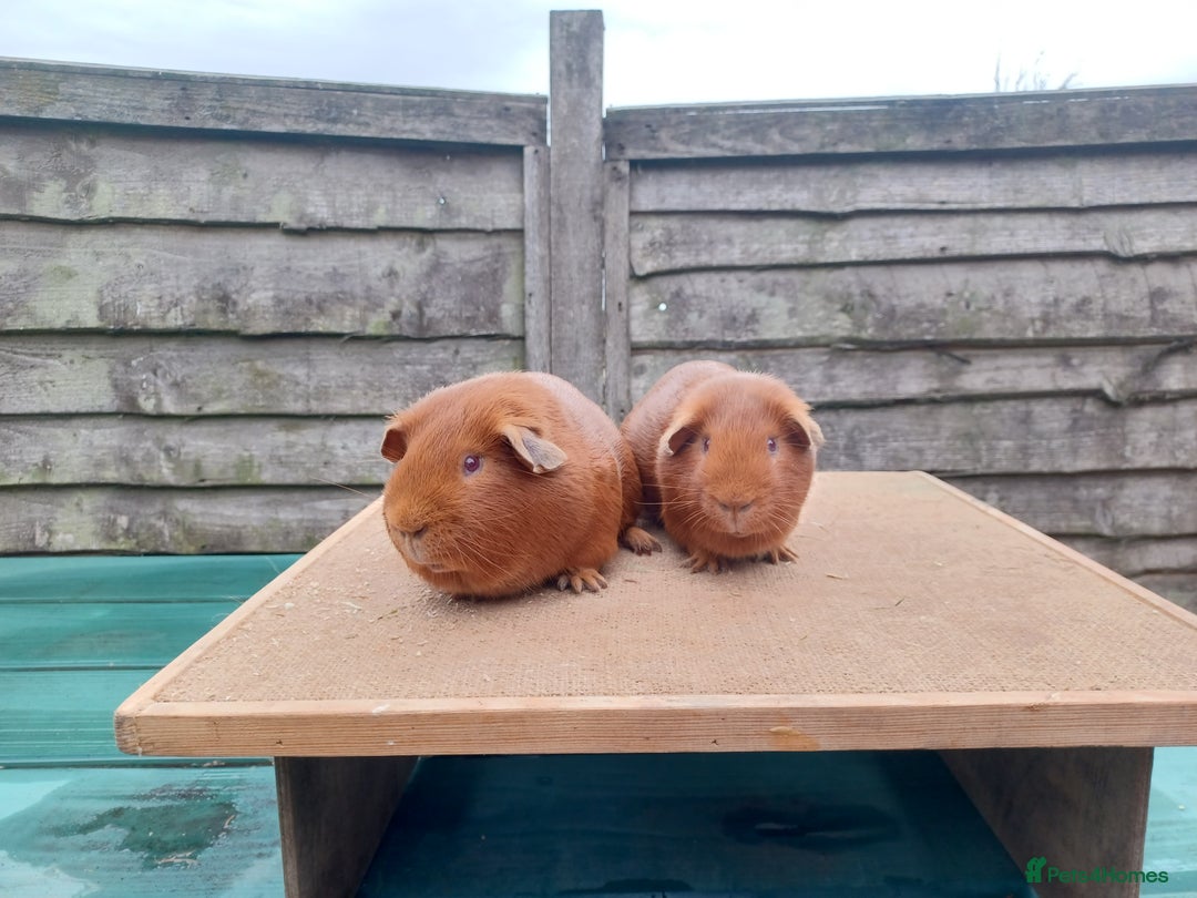 Guinea Pig rodents for sale: Showable Male Abyssinians and PE Goldens in Whitchurch - Image 7