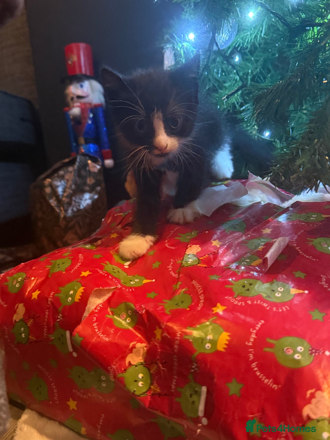 Mixed Breed cats for sale: 3 male kittens  - Advert 7