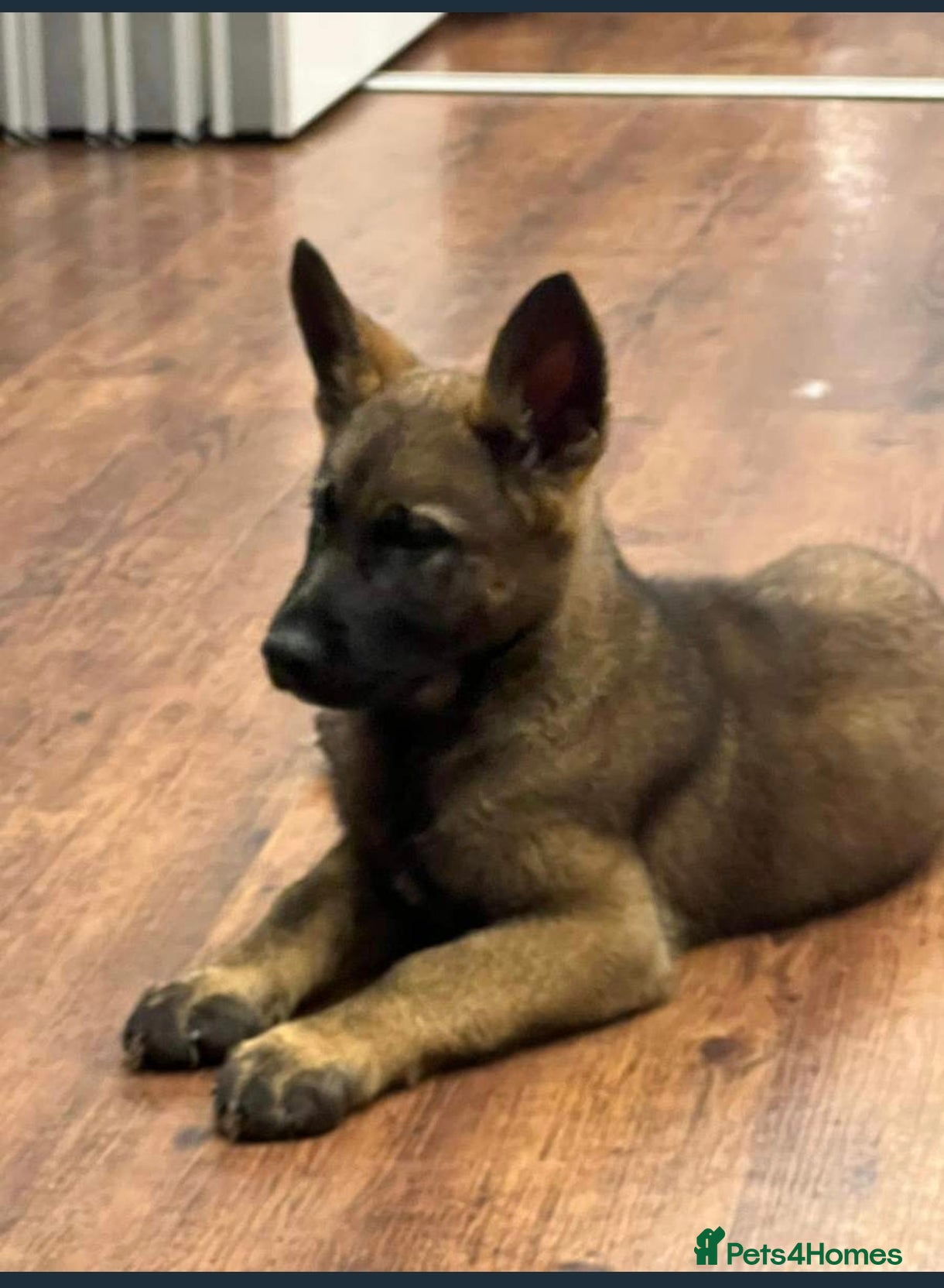 German Shepherd dogs GERMAN SHEPHERD (WORKING LINE) - Advert 1