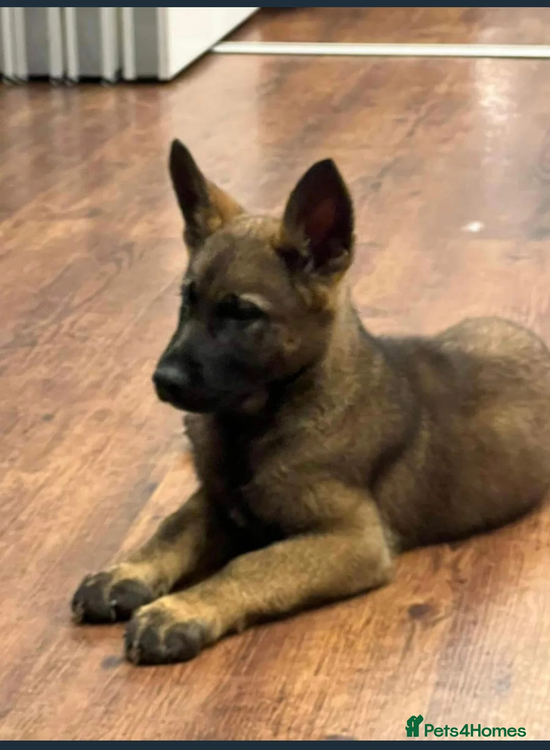 German Shepherd dogs for sale: GERMAN SHEPHERD (WORKING LINE) - Advert 1