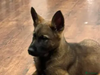 German Shepherd dogs GERMAN SHEPHERD (WORKING LINE) - Advert 1