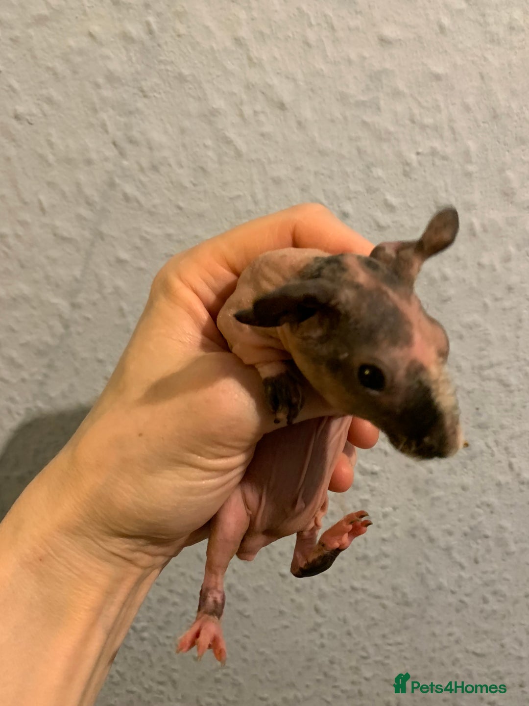 Guinea Pig rodents for sale: Skinny pigs and Skinny Pig Carriers - Advert 21