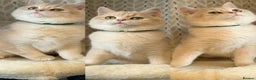British Shorthair cats for sale: ⭐️TICA chunky golden BRITISH SHORTHAIR  - Advert 1