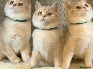 British Shorthair cats ⭐️TICA chunky golden BRITISH SHORTHAIR - Advert 5