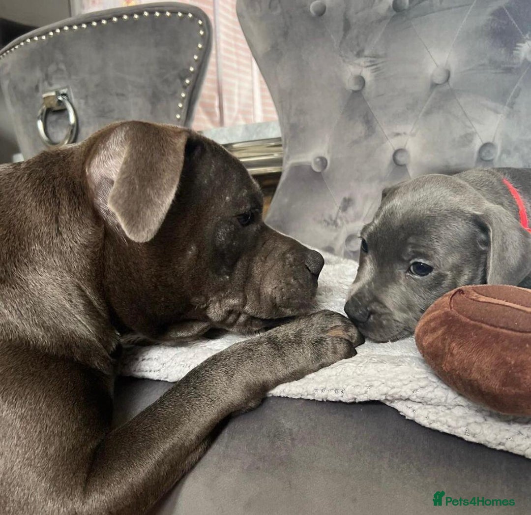 Staffordshire Bull Terrier dogs for sale: Kc blue staffordshire bull terrier puppies - Advert 7