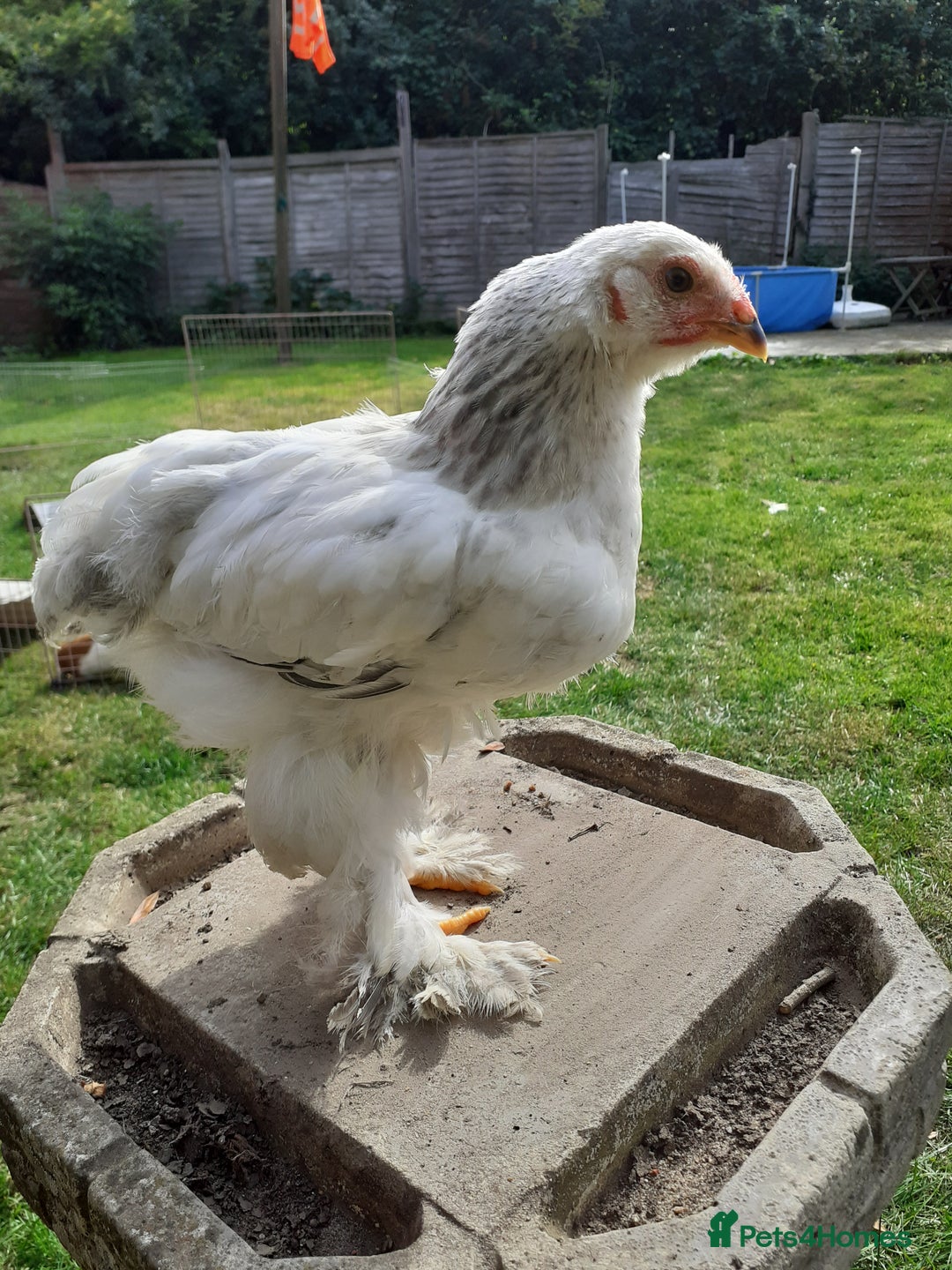 Chickens poultry for sale: Giant Brahma youngsters  - Image 2