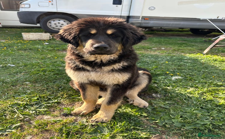 Tibetan Mastiff dogs - Advert 2
