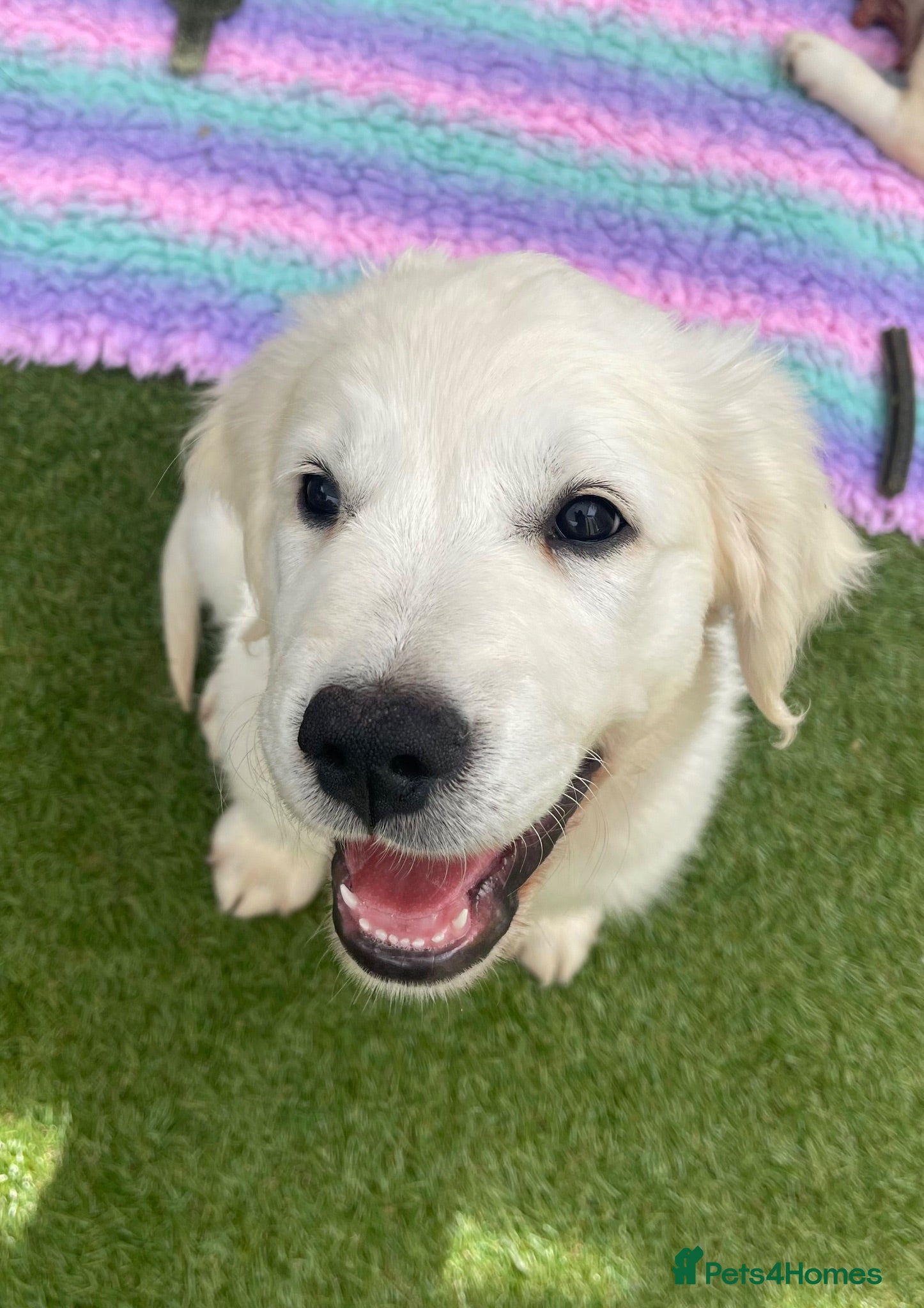 Golden Retriever dogs ⭐️Ready Now⭐️ - Advert 2
