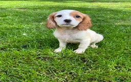 Cavapoo dogs for sale: Beautiful cavapoo pups  - Image 2