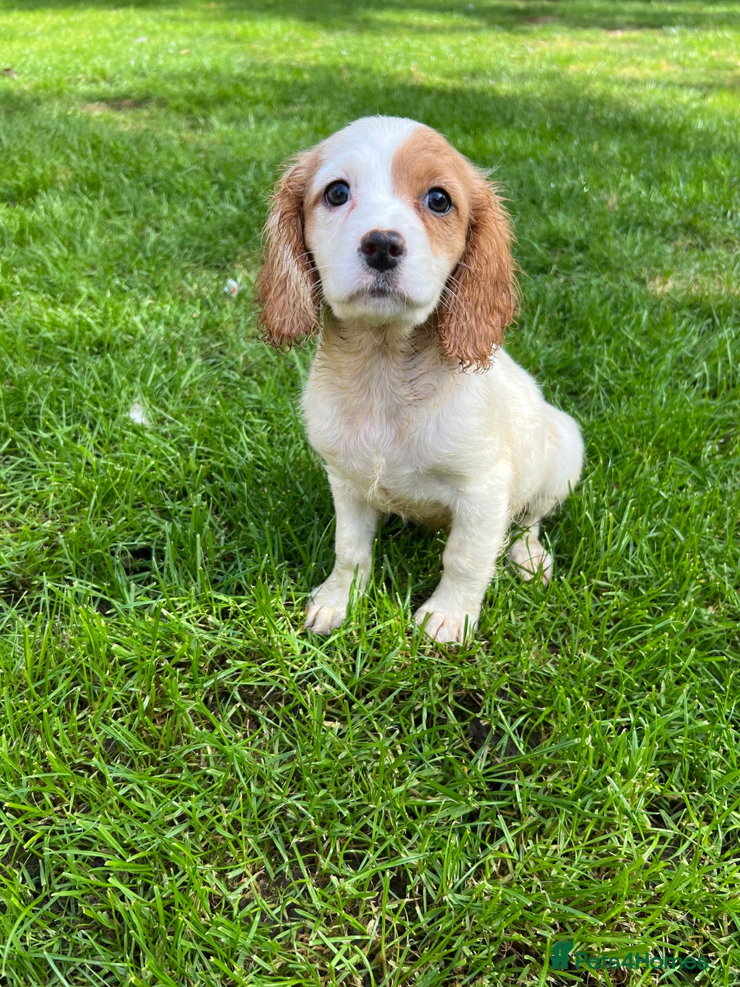 Cavapoo dogs for sale: Beautiful cavapoo pups  - Image 2