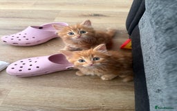 Persian cats for sale: Ginger boys 💚 - Image 2