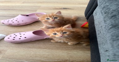 Persian cats - Advert 1